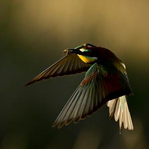 European Bee-eater