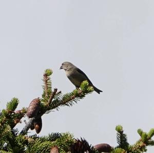 Red Crossbill