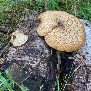 Dryad`s Saddle