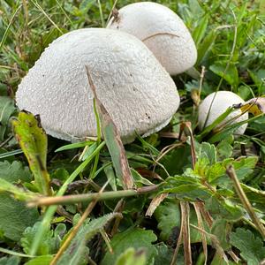 Meadow Agaric