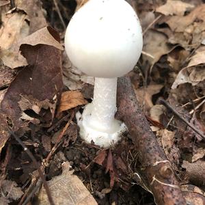 Destroying Angel