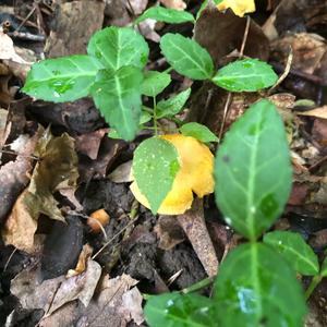 Chanterelle, Common