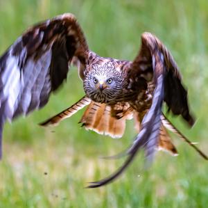 Red Kite