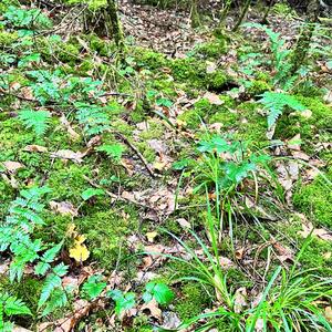 Chanterelle, Common