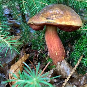 Dotted-stem Bolete