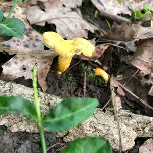 Chanterelle, Common