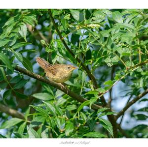 Common Grasshopper-warbler