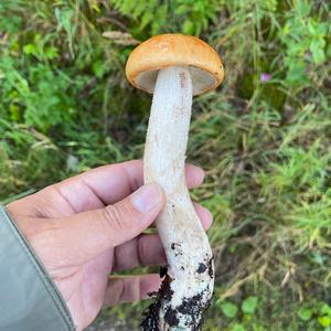 Orange Birch Bolete