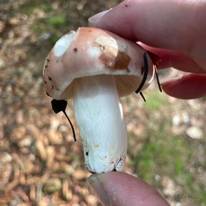 King Bolete