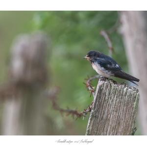 Barn Swallow