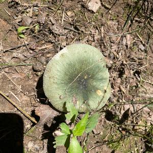 Tacky Green Russula