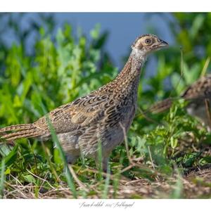 Common Pheasant