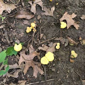 Chanterelle, Common