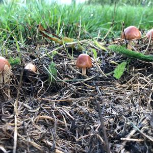 Fairy Ring Mushroom