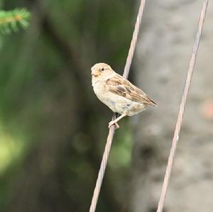 House Sparrow