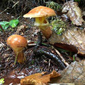 Larch Suillus