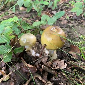 Death Cap