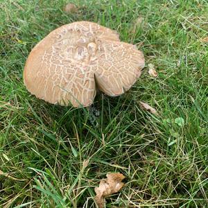 Summer Bolete