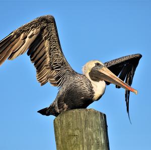 Brown Pelican