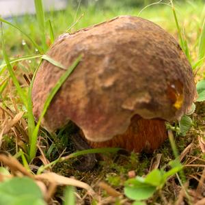 Lurid Bolete