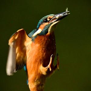 Common Kingfisher