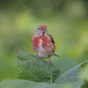 Eurasian Linnet