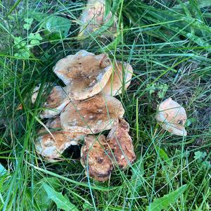 Bare-toothed Russula