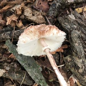 Parasol Mushroom