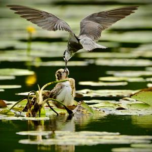 Black Tern