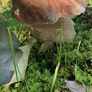 Summer Bolete