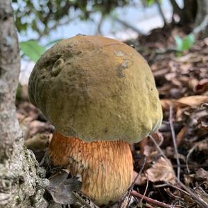 Lurid Bolete