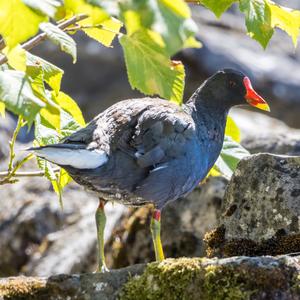 Common Moorhen