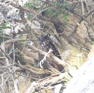 Eurasian Eagle-owl