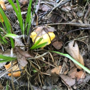 Chanterelle, Common