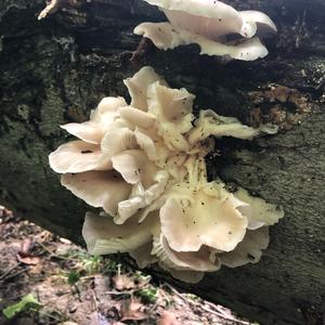 Oyster Mushroom