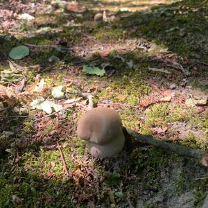 Summer Bolete