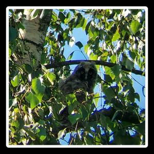 Long-eared Owl