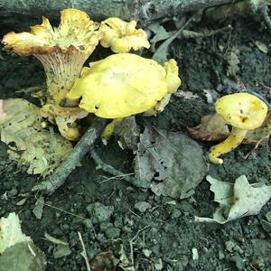 Chanterelle, Common