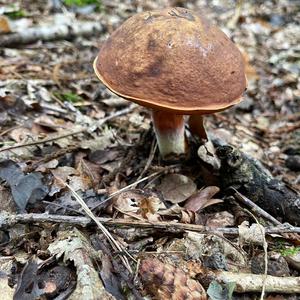 Dotted-stem Bolete