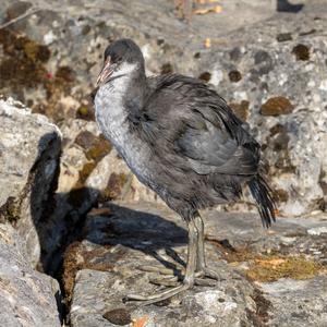 Common Coot