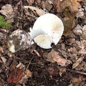 Destroying Angel