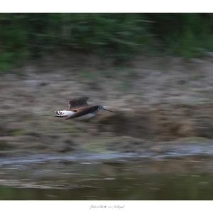 Waldwasserläufer