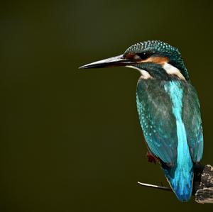 Common Kingfisher