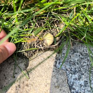 Meadow Puffball