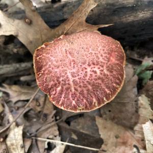 Red-cracked Bolete