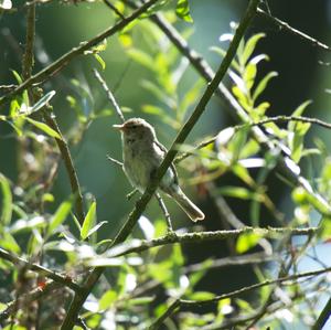 Willow Warbler