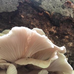 Oyster Mushroom