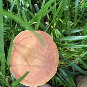 Summer Bolete