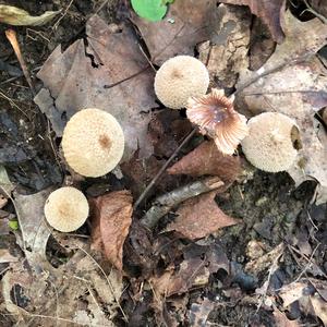 Gem-studded Puffball