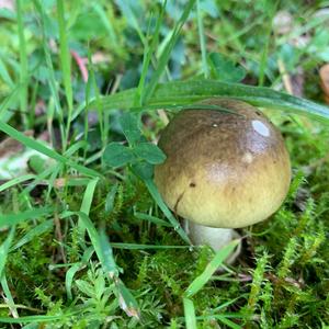 Death Cap